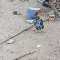 دوتا مرغ ویک خروس