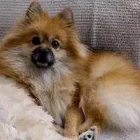 سگ پامر روباهی