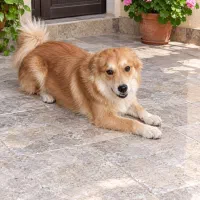 سگ پاپی