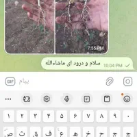 بهترین کودبرای افزایش محصول برای کشت پاییزه تضمینی|خدمات باغبانی و درختکاری|اهواز, بهارستان|دیوار