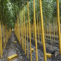 درآمد میلیاردی با بازگشت 200 درصدی سرمایه