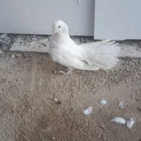 کبوتر دم چتری و جوجه پلاکی|پرنده|شیراز, ماه فیروزان|دیوار