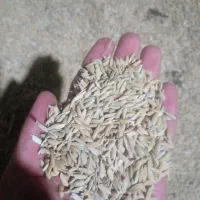 چلتوک درجهی یک