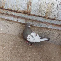 سینه قهوه ماده