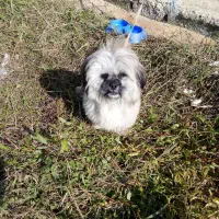 سگ شیتزو|سگ|رضوانشهر, |دیوار