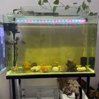 ردلاین،لوچ دلقک،اکواریوم