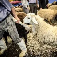 چند عدد گوسفند دزدیده شده است