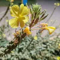 فروش یک قطعه زمین 1000 متری 3 نبش