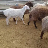 گوسفند زنده ذبح شرعی قصاب. گوسفند فروشی جعفری