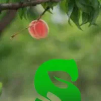 خدمات باغبانی و گیاه پزشکی|خدمات باغبانی و درختکاری|تبریز, |دیوار