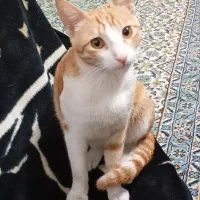 گربه برای واگذاری