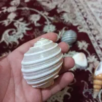 صدف تزئینی جنوب اصل|صنایع دستی و سایر لوازم تزئینی|سیدان, |دیوار