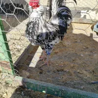 فروش ۲ تا خروس گلین یا معاوضه با مرغ گلین