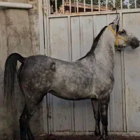 فروش مادیان کرد.نوه شورش شریف .