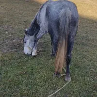 اسب مادیان نژاددار|اسب و تجهیزات اسب‌سواری|سراب, |دیوار