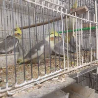 جوجه عروسهای سرلاکی فول فول اهلی ودست آموز  آیهان|پرنده|خوی, |دیوار