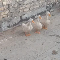 اردک