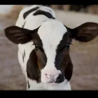 فروش گوساله ماده