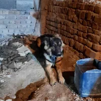 سگ ژرمن شپرد