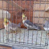 عروس هلندی و طوطی کوتوله|پرنده|مهریز, |دیوار