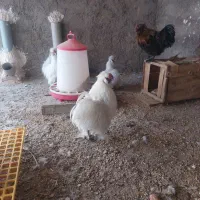 فروش سه تا خروس ابریشمی|حیوانات مزرعه|کهریزک, |دیوار