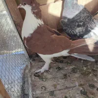 6تاپرنده ی بوم|پرنده|قزوین, |دیوار