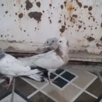 کبوتر