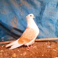 کبوتر کاکلی،پرشی،نوک قنار