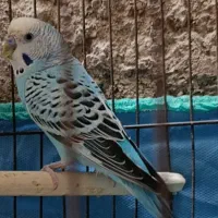 نرمعاوضه باماده