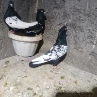 جفت گاه|پرنده|چناران, |دیوار