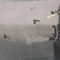 ماهی فروشی|ماهی|میناب, |دیوار