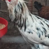 خروس گلین چهل تاج