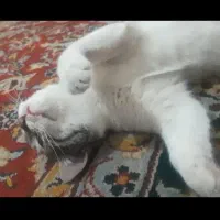 واگذاری گربه