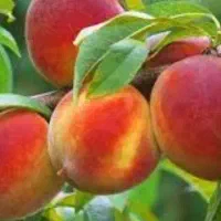 هلو درجه یک  شیرین ابدار