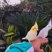 عروس آلبینو رام رام حلقه پا|پرنده|رودسر, |دیوار