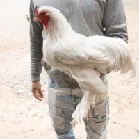 مرغ و خروس برهما مویی مفت ابریشمی|حیوانات مزرعه|پیشوا, |دیوار