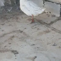 اردک مرغ خروس|حیوانات مزرعه|مشکین‌دشت, |دیوار