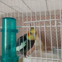 عروس هلندی|پرنده|علی‌آباد کتول, |دیوار