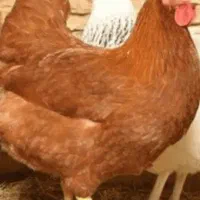 مرغ تخم گذار