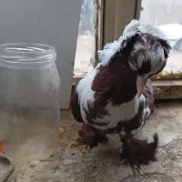 کبوتر ، کفتر