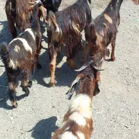 بزغاله نره و میش بره