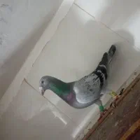 فرش طرح کبوتر