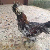 فروش خروس سلطان اصل|حیوانات مزرعه|تهران, سردارجنگل|دیوار