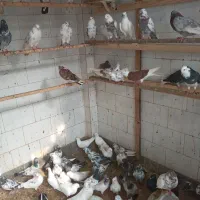 کبوتر پروازی