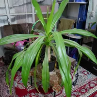 سلام دوتا گل باهم ۱میلیون ۵۰۰