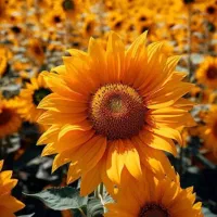 خوراکِ گاووگوسفند