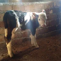 گوساله گاو سمینتال