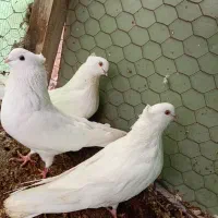 پرنده سفید|پرنده|میانه, |دیوار