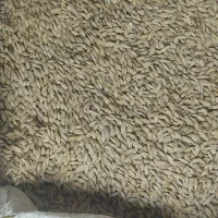 جو خارجی مخصوص دام درهفت چشمه