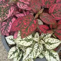 گل کالا|کنسول، بازی ویدئویی و آنلاین|بروجرد, |دیوار